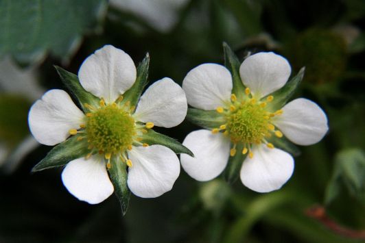 Flowering in strawberry plant A004
