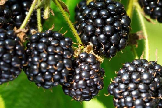 blackberry plants
